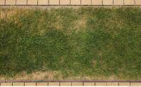 photo texture of grass 0008